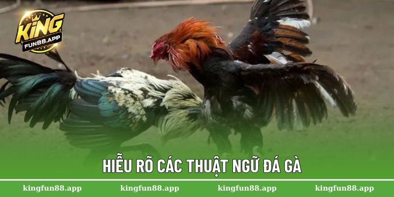 Hiễu rõ các thuật ngữ đá gà