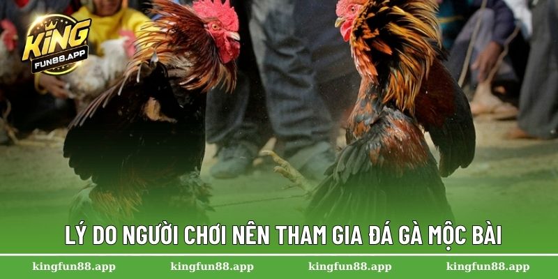 Lý do người chơi nên tham gia đá gà Mộc Bài 
