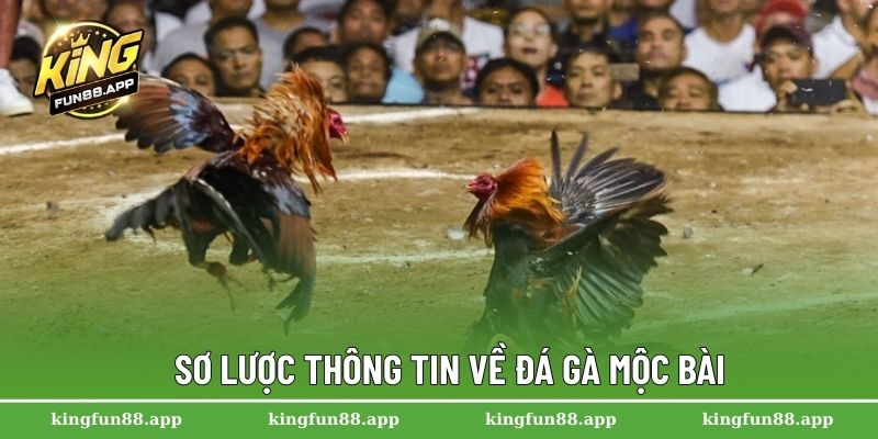 Sơ lược thông tin về đá gà Mộc Bài