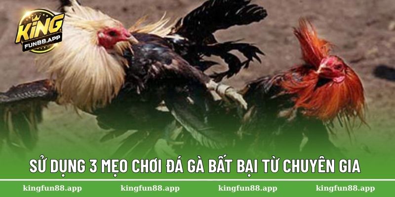 Sử dụng 3 mẹo chơi đá gà bất bại từ chuyên gia